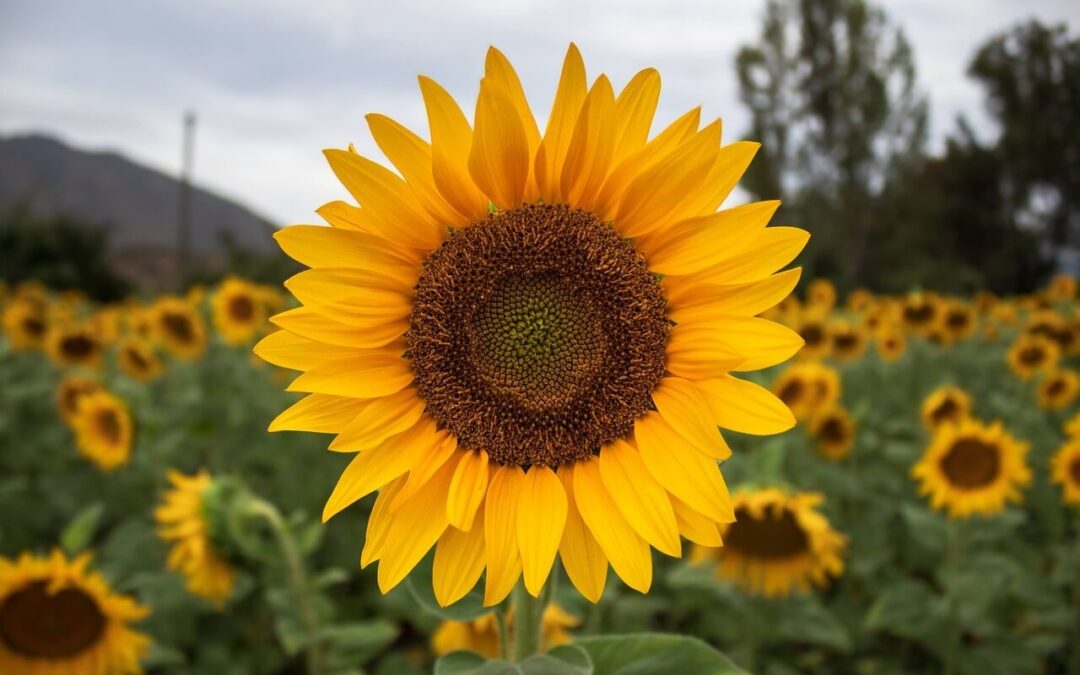 Flores color amarillo girasoles