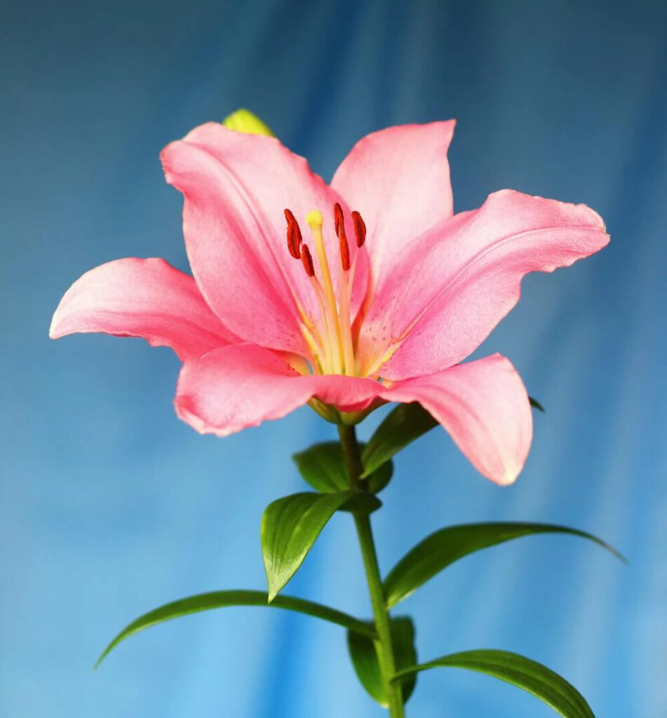 Flores Acapulco, Aromelia Floreria