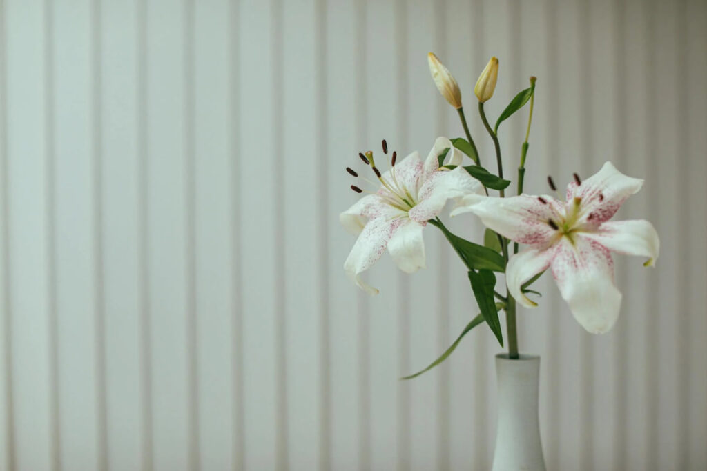 Flores Casa Blanca, Aromelia Floreria