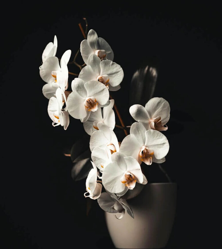 Orquídea Phalaenopsis, Aromelia Floreria