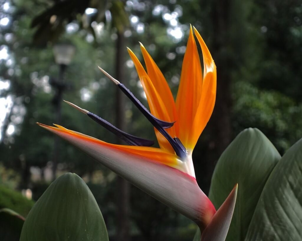 Significado del color naranja en las flores