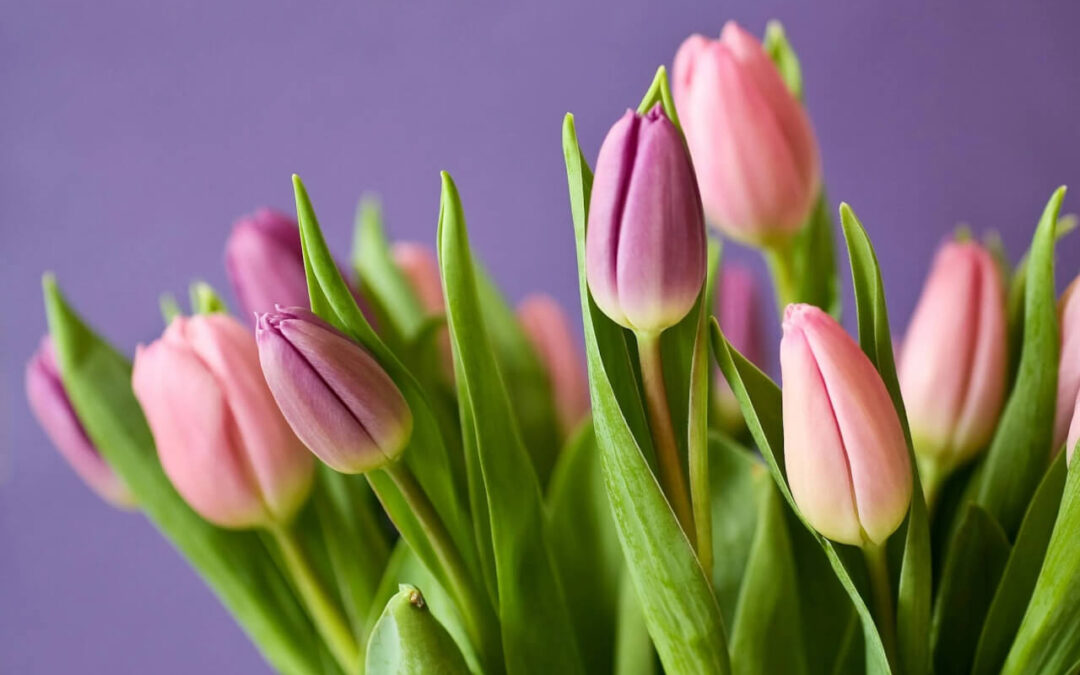 Tulipanes - Aromelia Floreria